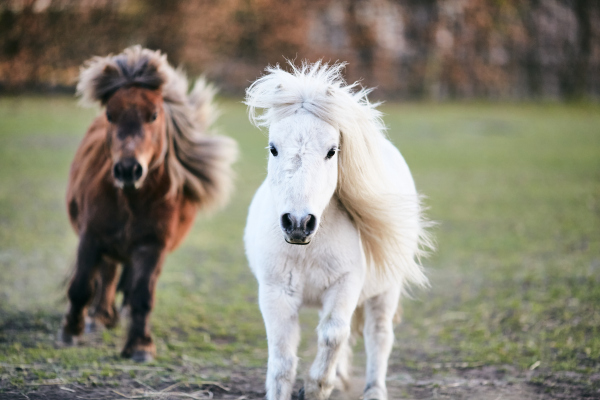 tievishoeve pony